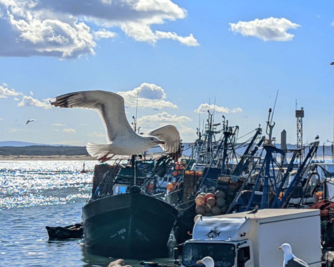 Essaouira Full-Day Trip gallery image 10