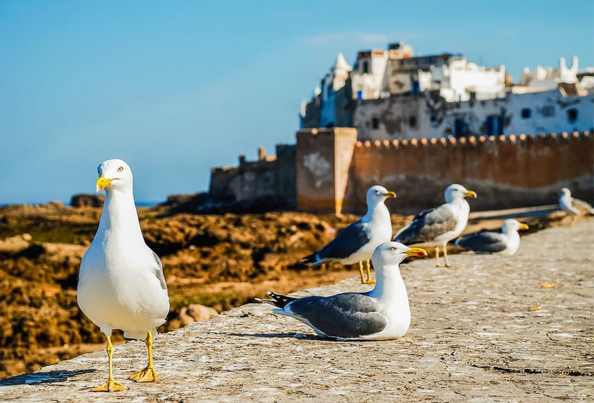 Essaouira Full-Day Trip gallery image 16