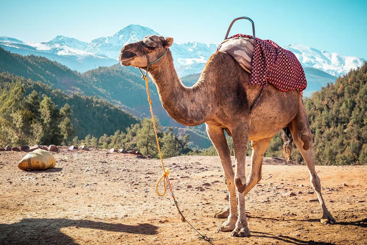 Atlas Mountains gallery image 10